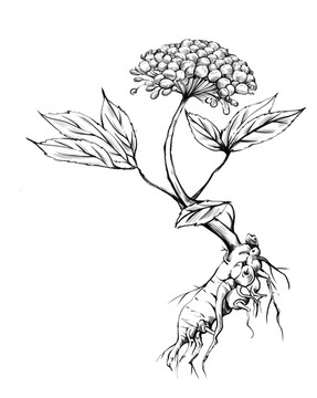 三七插畫
