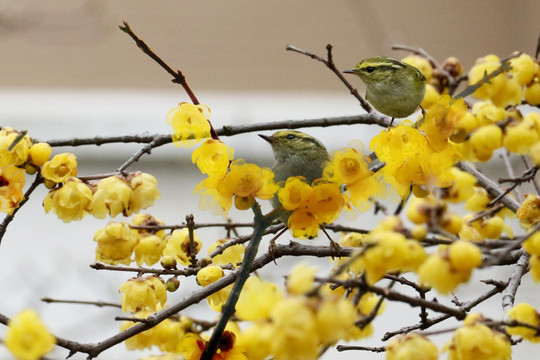 鸟 花