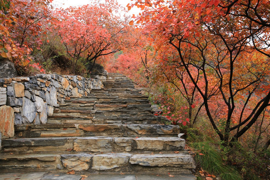 坡峰岭红叶