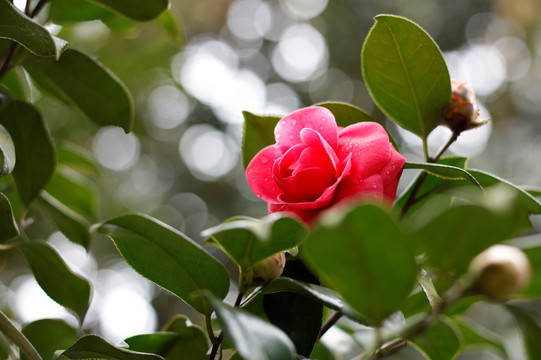 山茶花