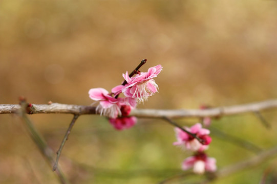 梅花