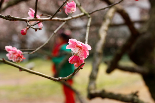 梅花