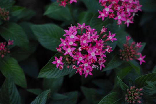 繁星花