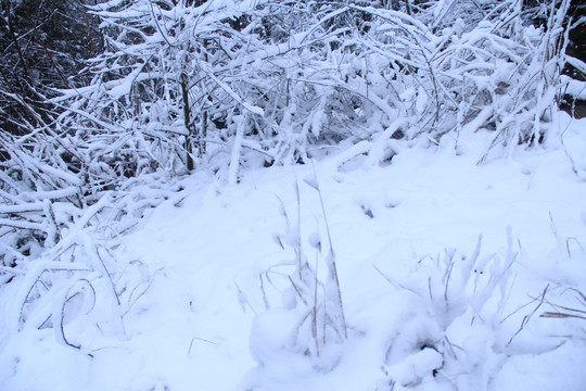 树枝上的雪