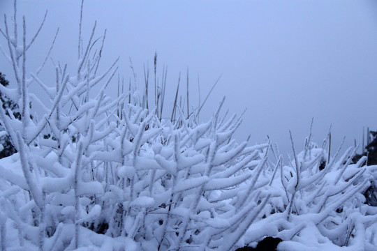 树枝上的雪