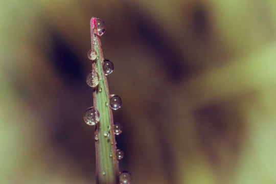 草上的水珠