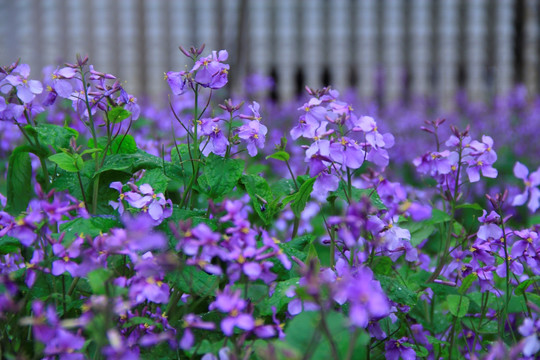 诸葛菜二月兰