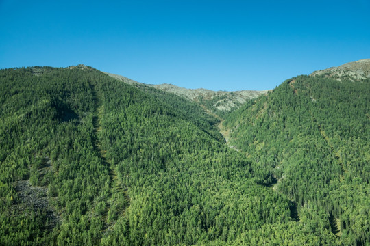 喀纳斯草甸青山蓝天杉树林