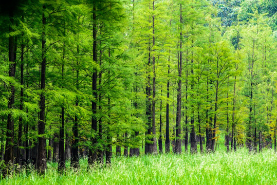 阳光绿树草地