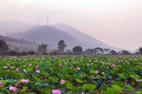 乡村清晨 日出时的晨雾 山村