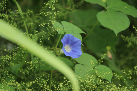 牵牛花 喇叭花 旋花科 藤类植