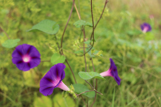 牵牛花