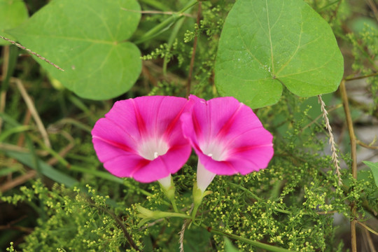 牵牛花 喇叭花 旋花科 藤类植