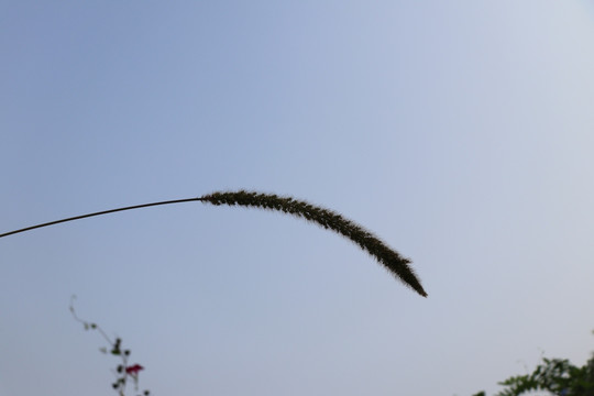 野生植物