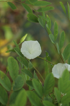 牵牛花 喇叭花 旋花科 藤类植