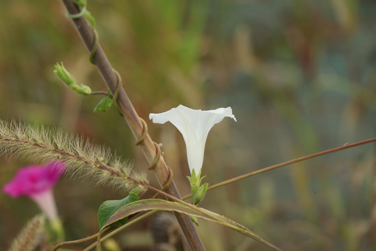 喇叭花 牵牛花