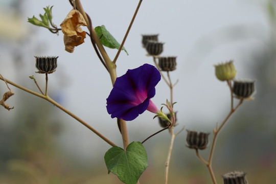 喇叭花 牵牛花