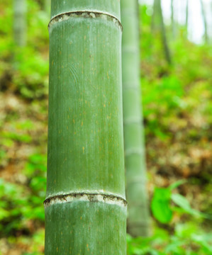 竹子特写 背景素材