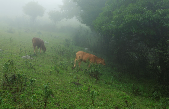 冠云山