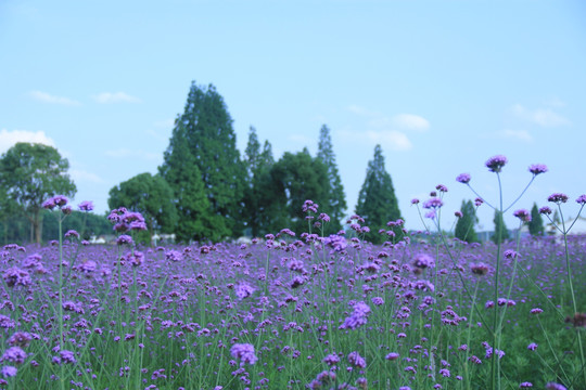 紫色马鞭草花海