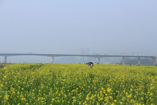 湘府路大桥油菜花