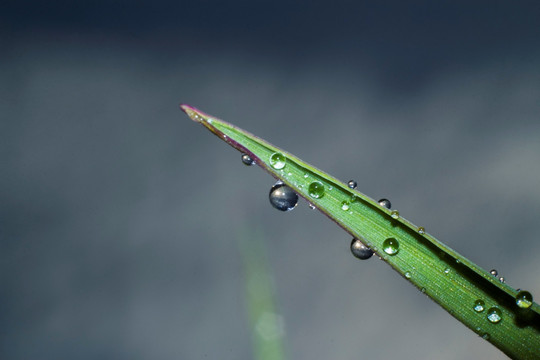 草上的水珠