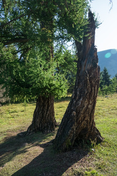 两棵西伯利亚云杉树