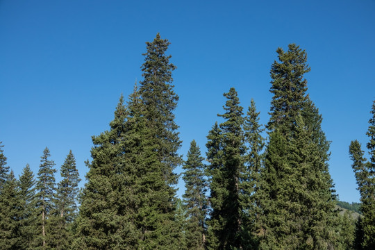 蓝天下的杉树林梢
