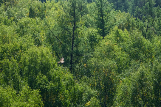 森林上空盘旋的山鹰