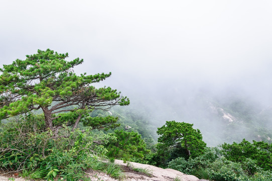 黄山松