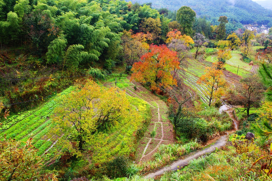 塔川 红叶秋色  高清大图