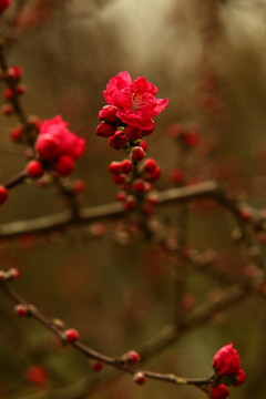 红梅花