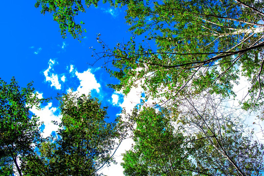 绿树 绿树林 绿树叶 天空