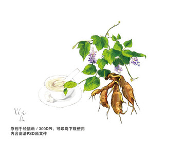 葛根 葛粉 葛根粉 粉葛手繪插