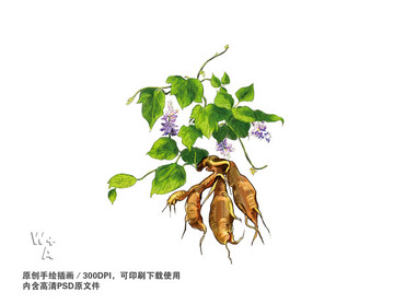 葛根 葛粉 葛根粉 粉葛手繪插