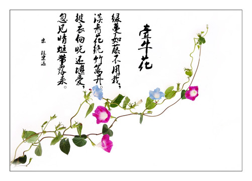 牵牛花