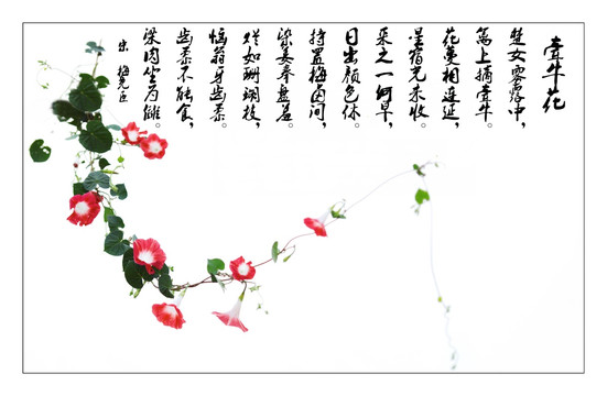 牽牛花