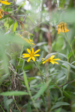 小菊花