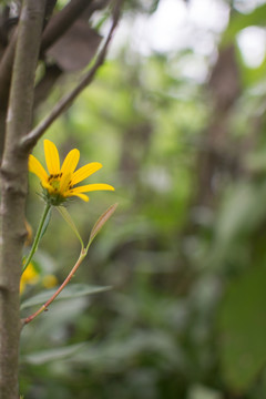 小菊花