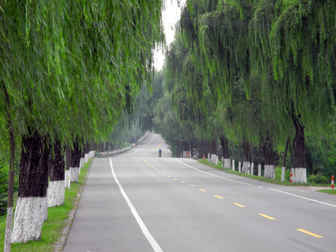 柳树下的公路