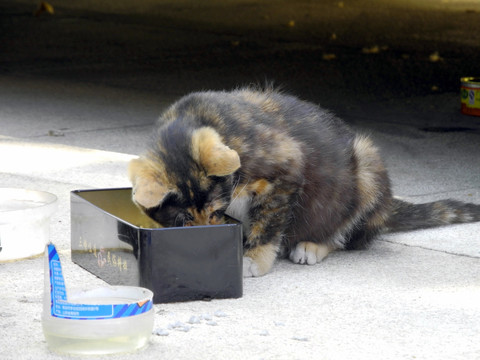 埋头吃食的小猫