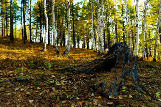 秋季森林和老树根