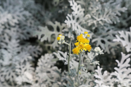 黄色的银叶菊菊花
