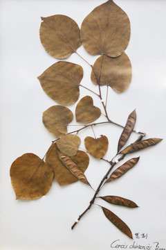 紫荆标本树叶
