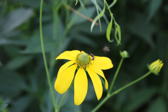 金光菊花朵上小蜜蜂