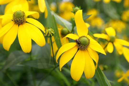 金光菊花朵和小蜜蜂