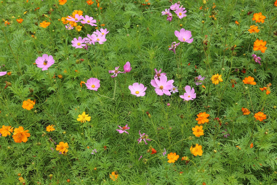 桑格花花丛