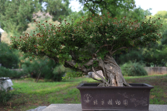 小红叶树桩盆景