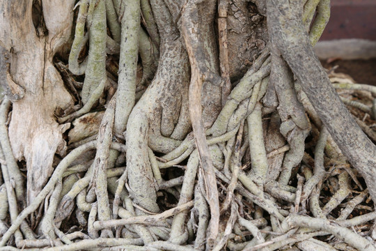 盘根错节的盆景树根