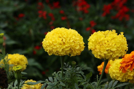 盛开的黄色百日草花朵